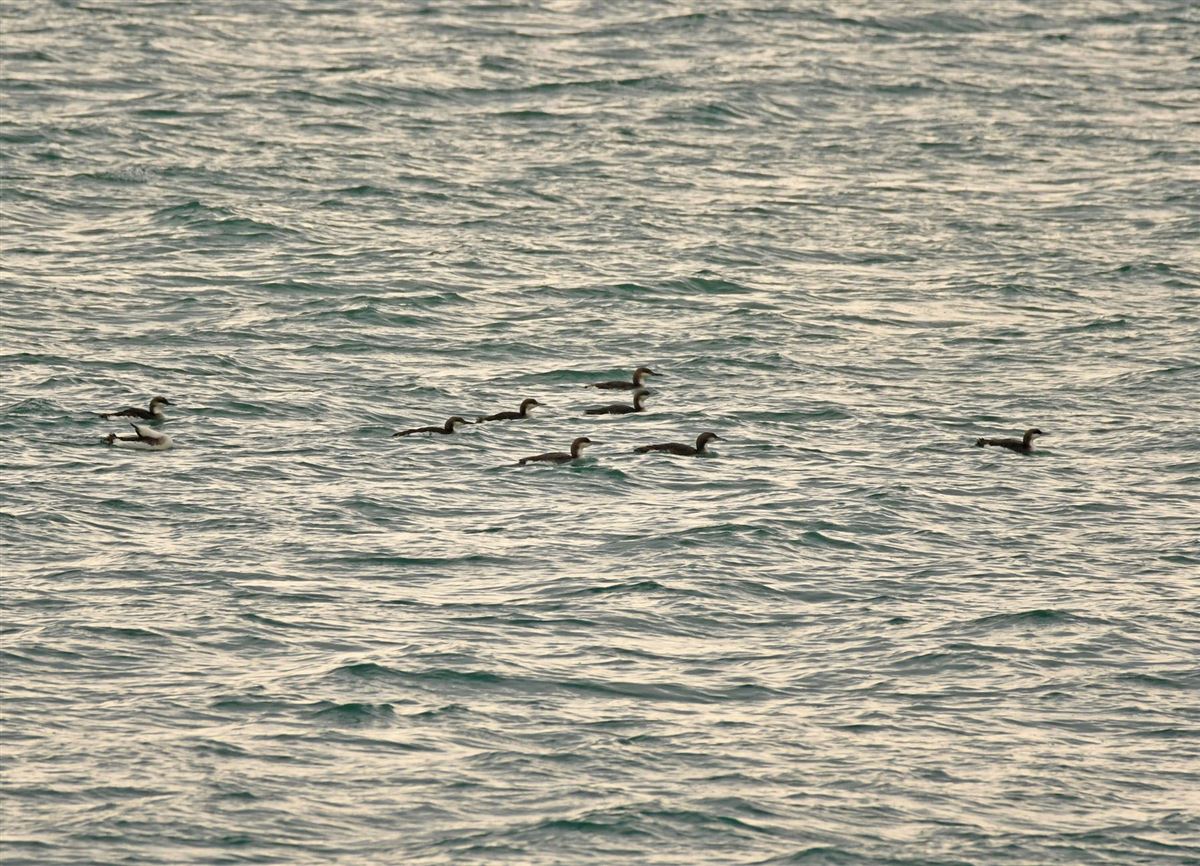 Black-throated Loon
