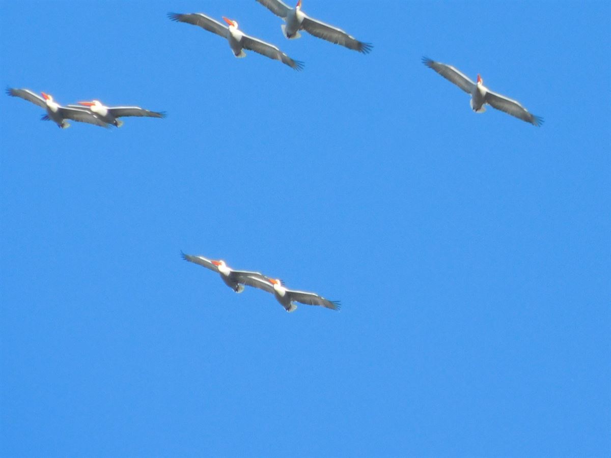 Dalmatian Pelican