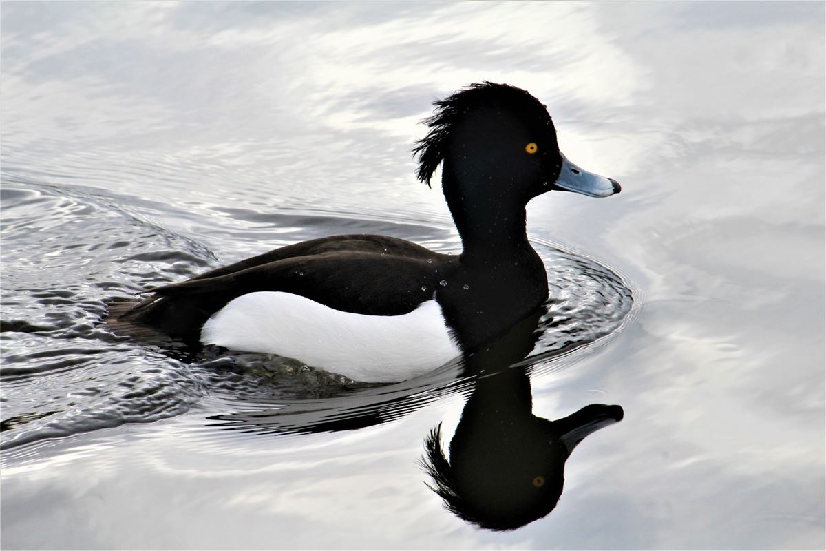 Tufted Duck