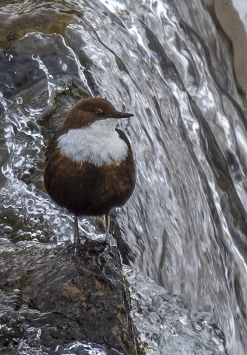 White-throated Dipper