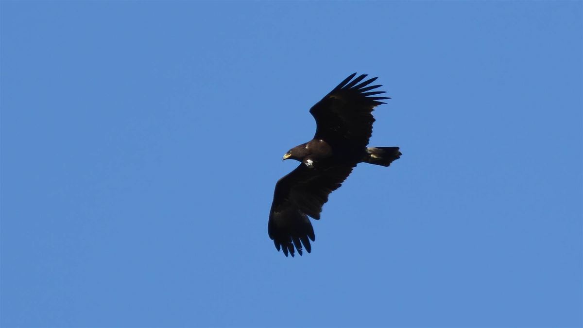 Greater Spotted Eagle