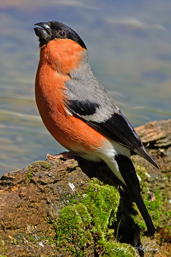 Eurasian Bullfinch