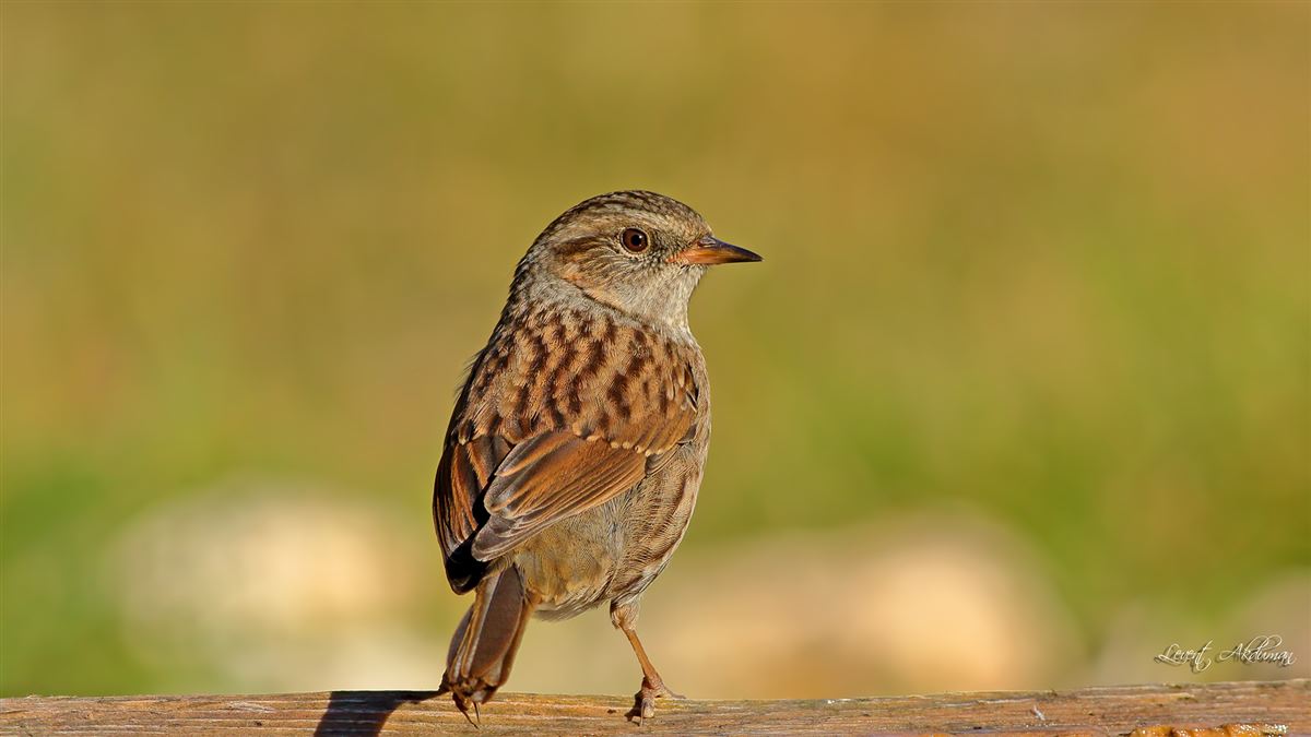 Dunnock