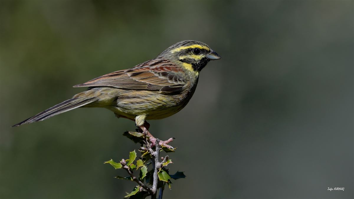 Cirl Bunting