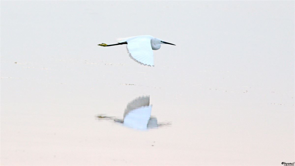 Little Egret