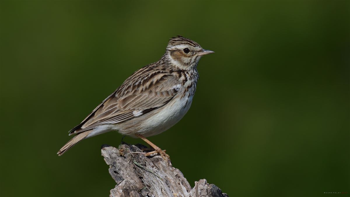 Woodlark