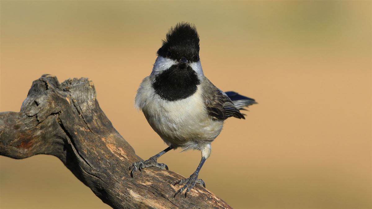 Sombre Tit