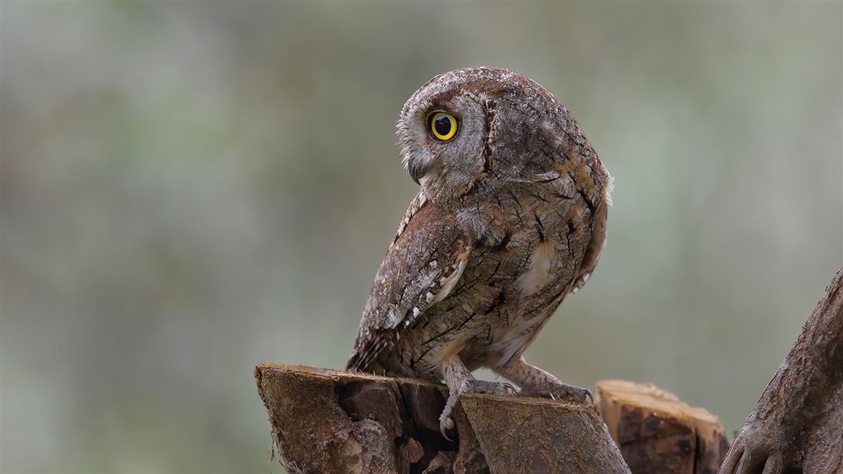 Eurasian Scops Owl
