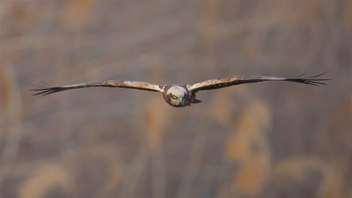 Saz Delicesi
