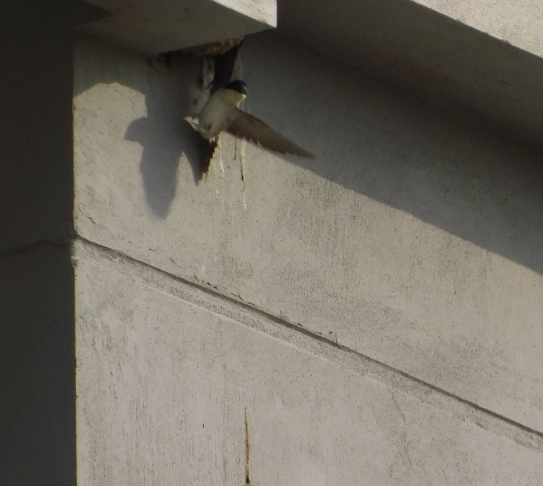Western House Martin
