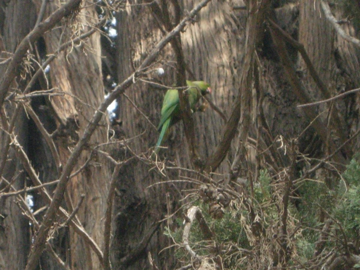Rose-ringed Parakeet