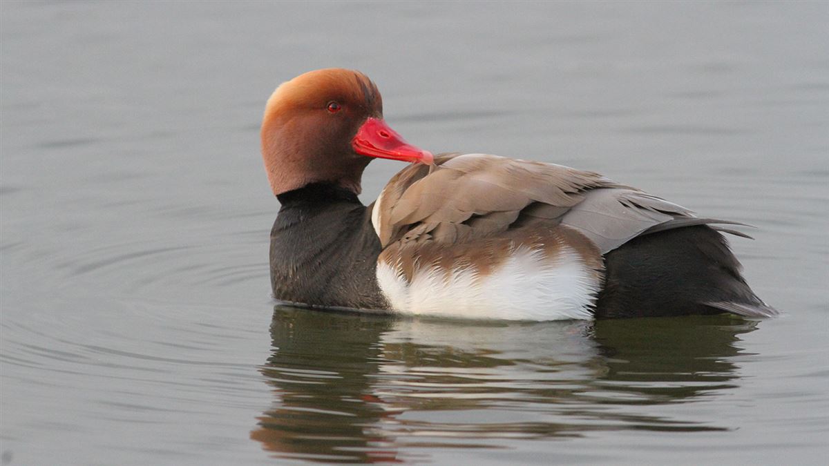 Red-crested Pochard