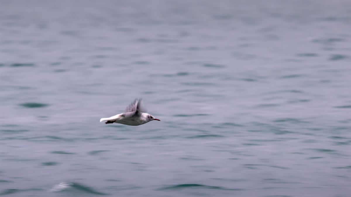 Black-headed Gull