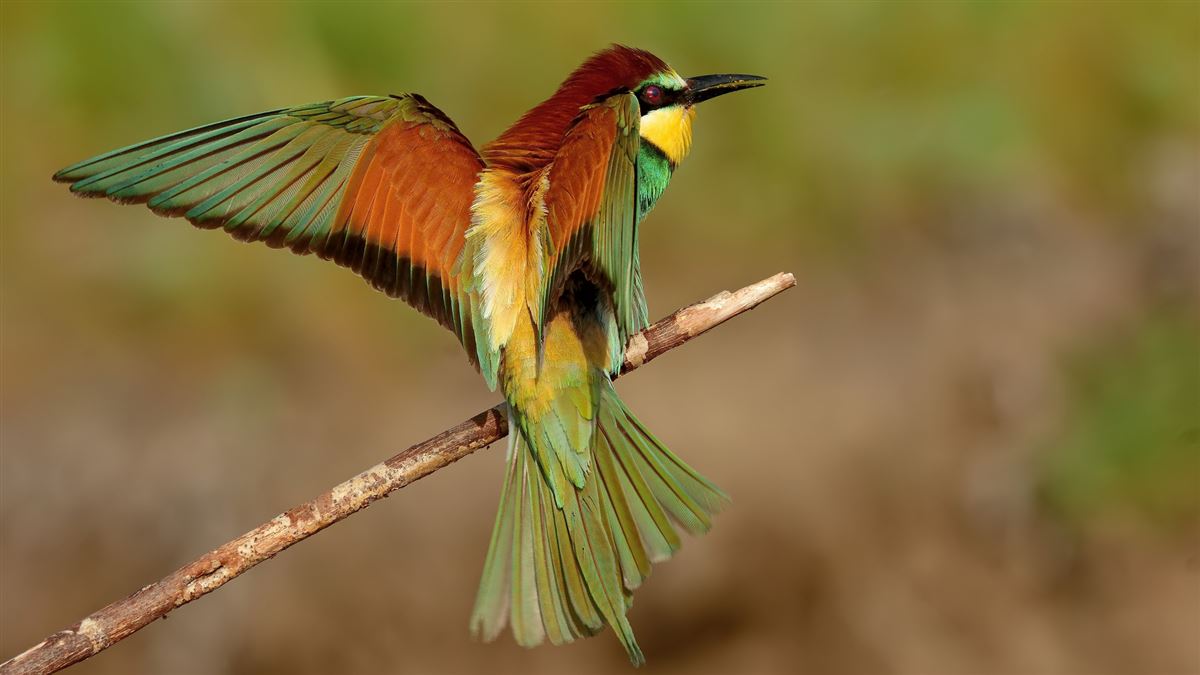 European Bee-eater