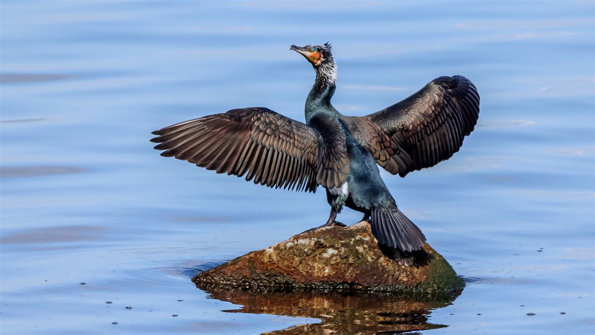 Great Cormorant