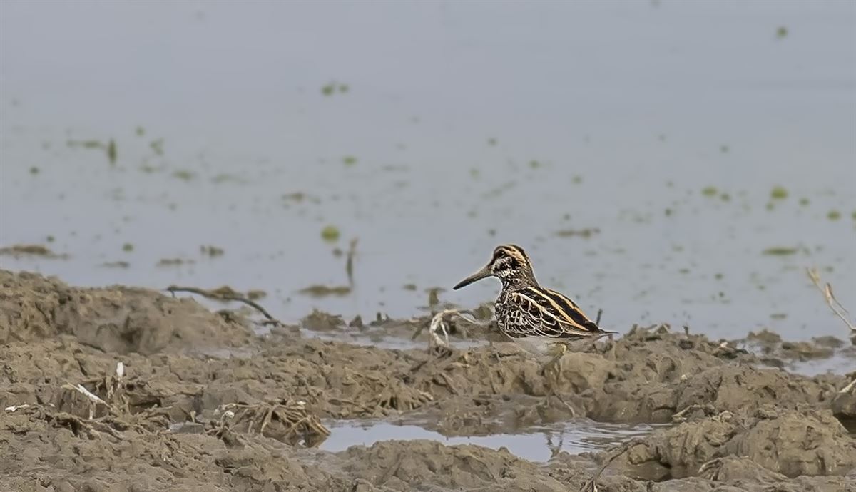 Jack Snipe