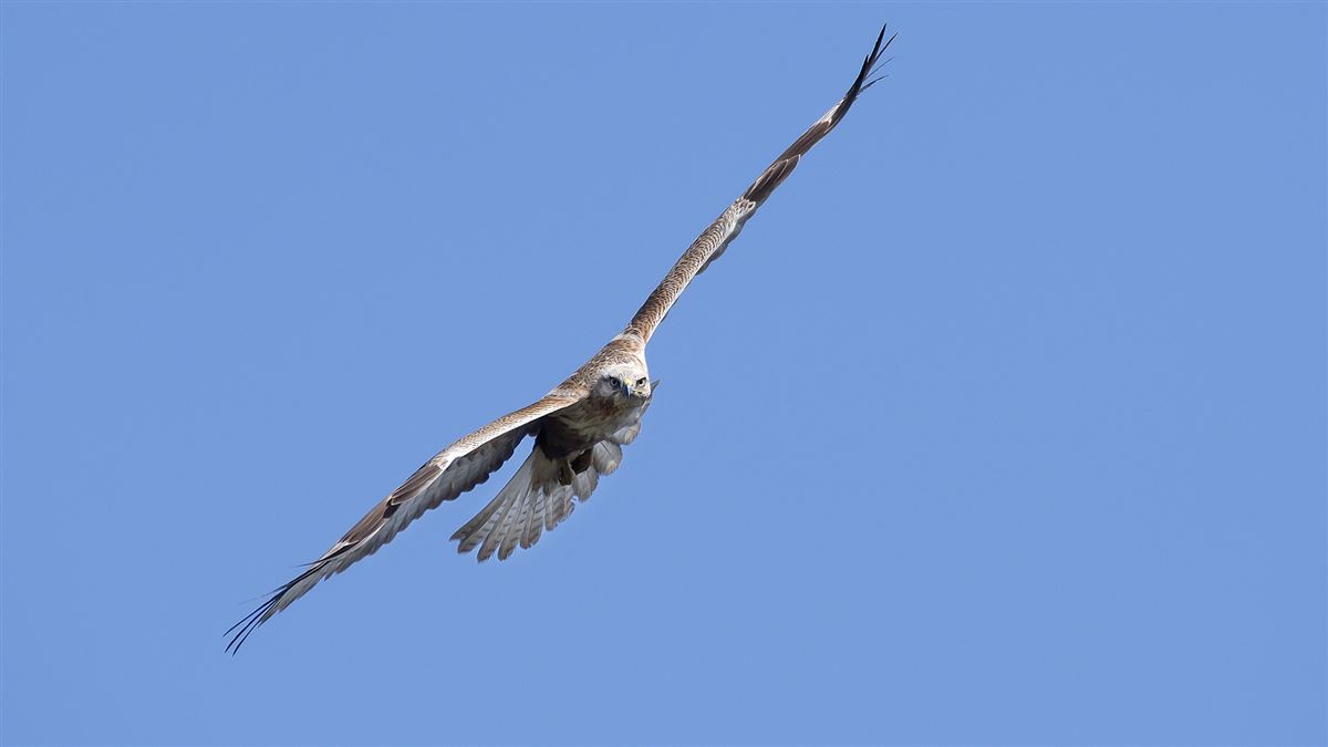 Long-legged Buzzard