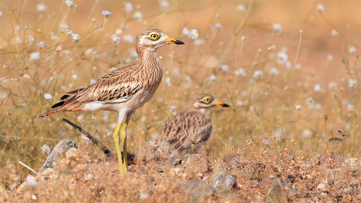Eurasian Stone-curlew