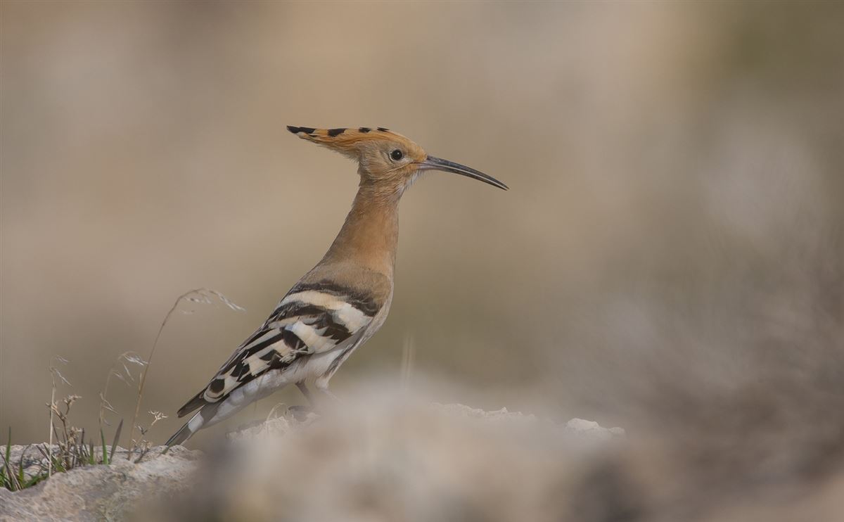 Common Hoopoe