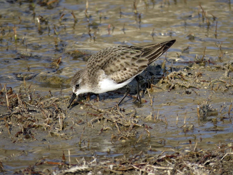 Little Stint