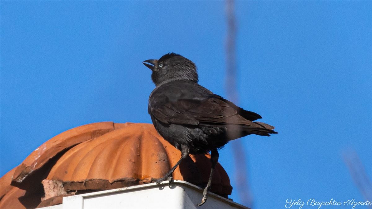 Western Jackdaw