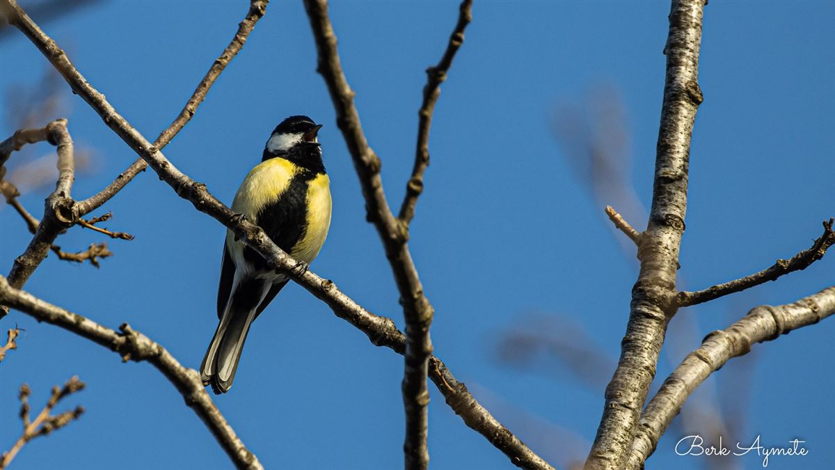 Great Tit