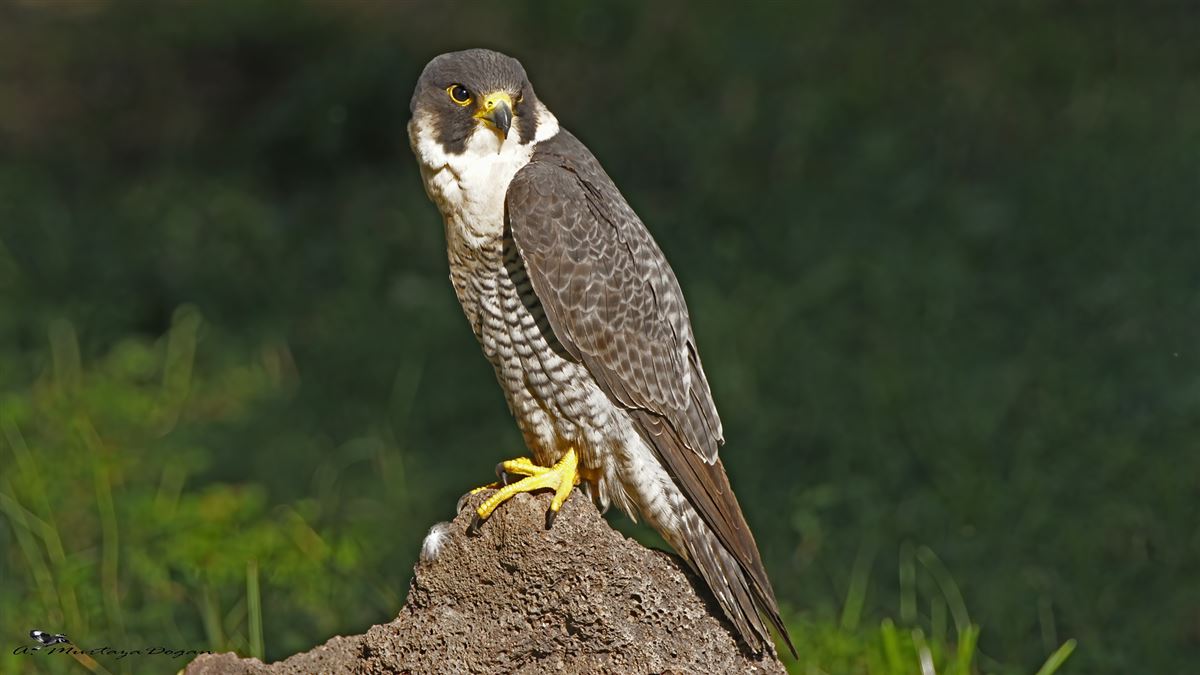 Peregrine Falcon