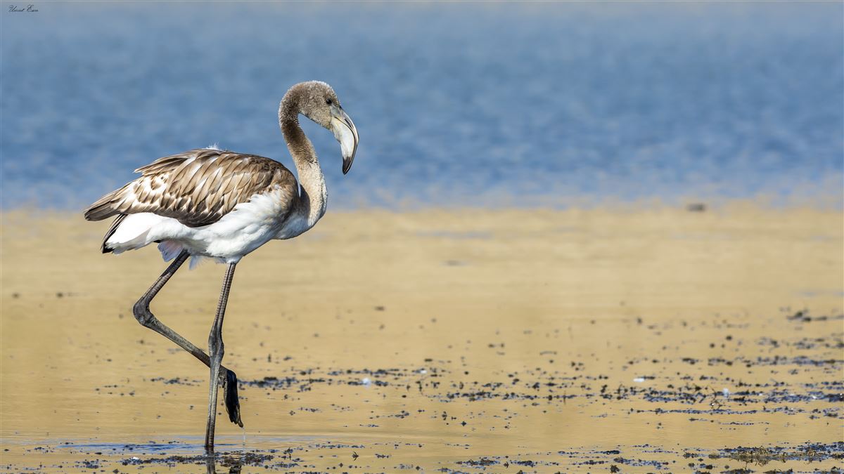 Greater Flamingo