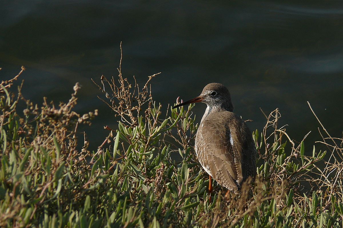 Common Redshank