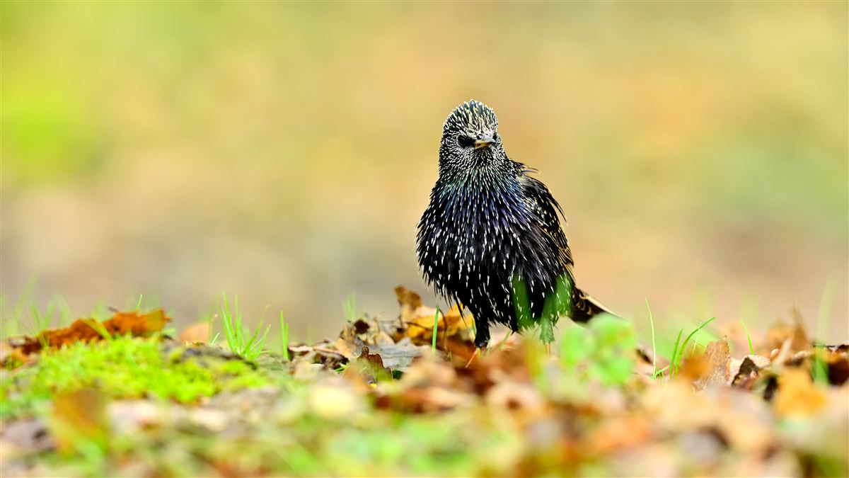 Common Starling