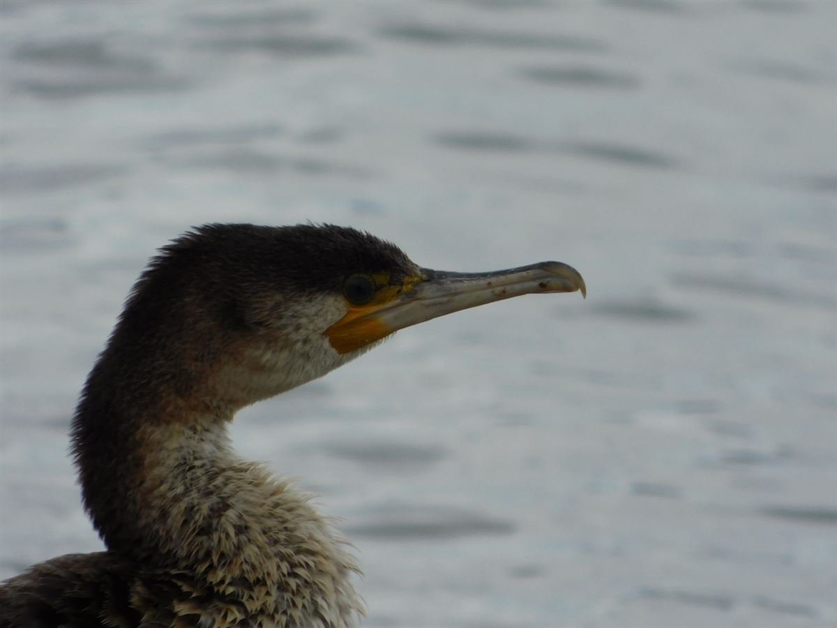Great Cormorant
