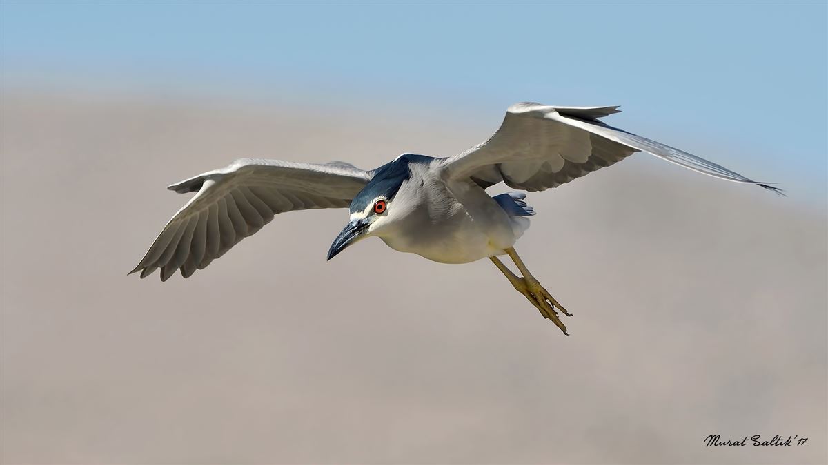 Black-crowned Night Heron