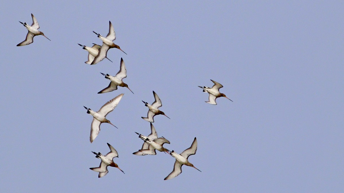 Black-tailed Godwit