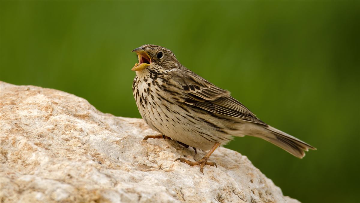 Corn Bunting