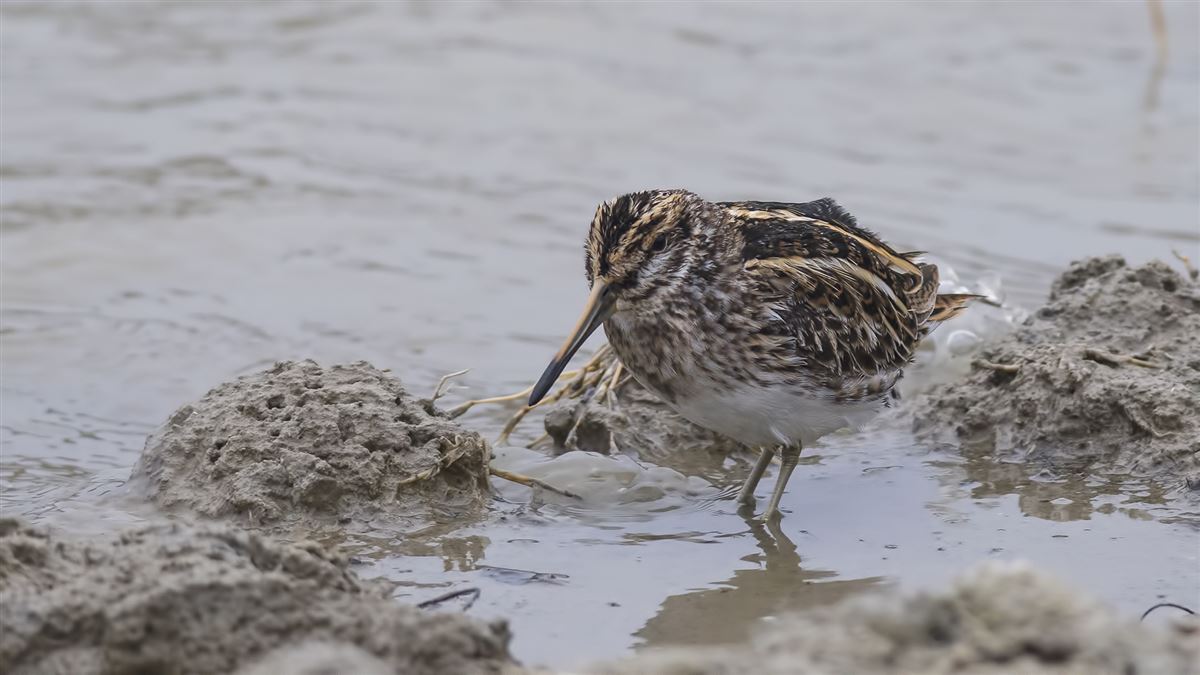 Jack Snipe