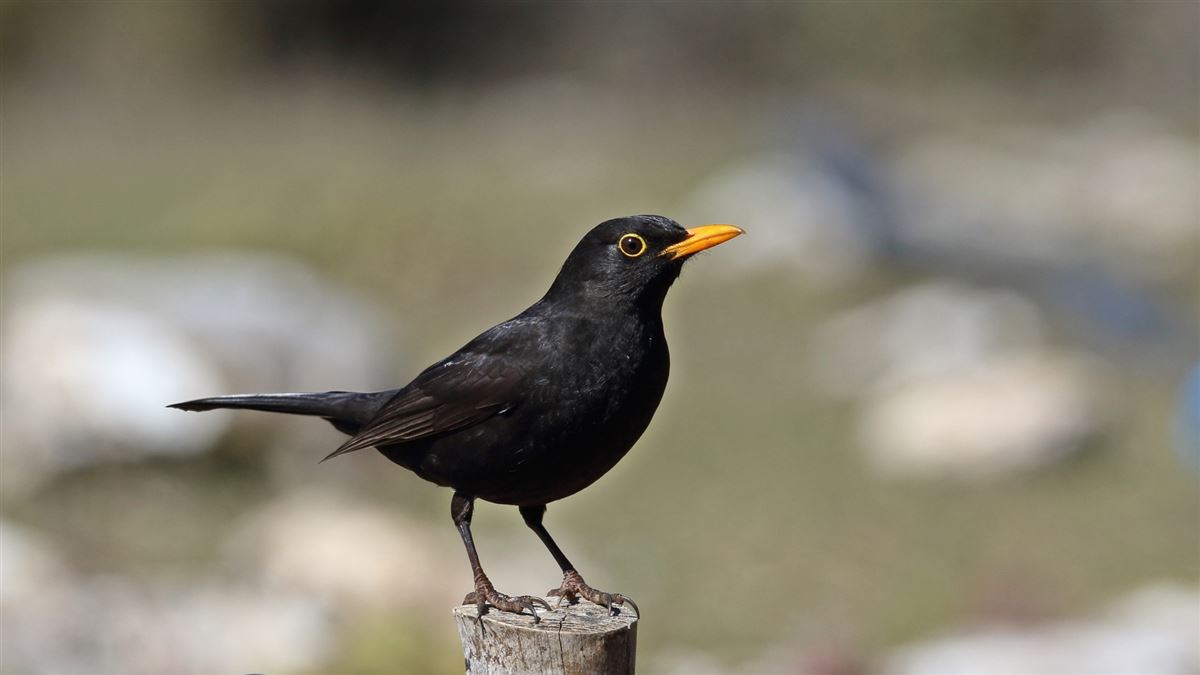 Common Blackbird