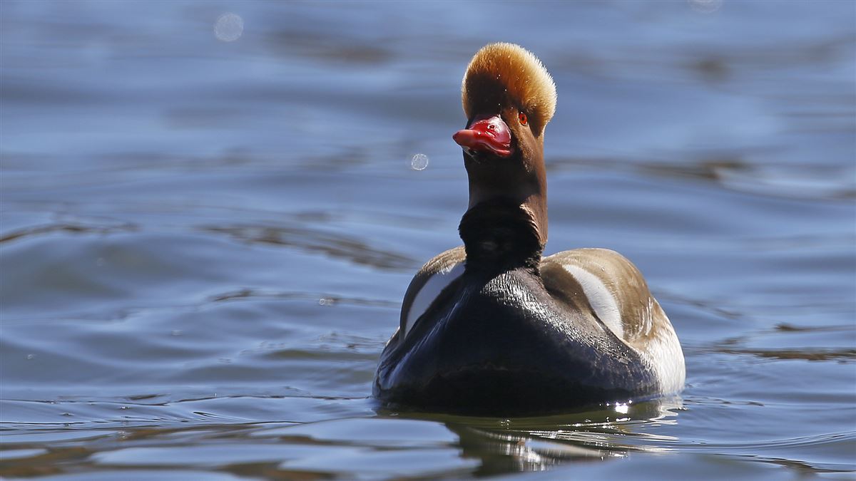 Red-crested Pochard