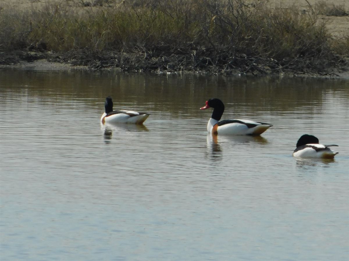 Common Shelduck