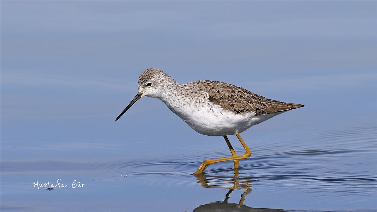 Marsh Sandpiper