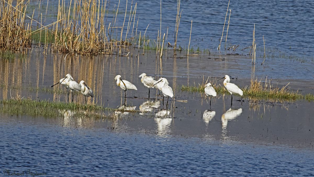 Eurasian Spoonbill