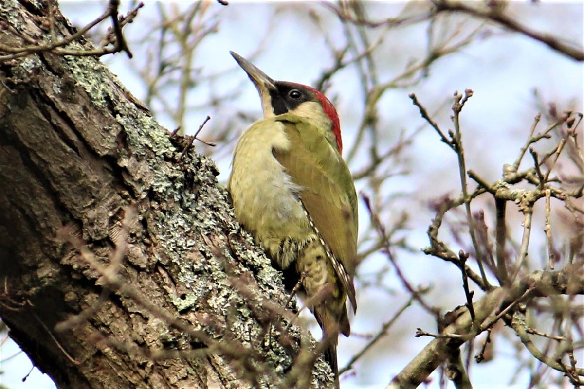 European Green Woodpecker