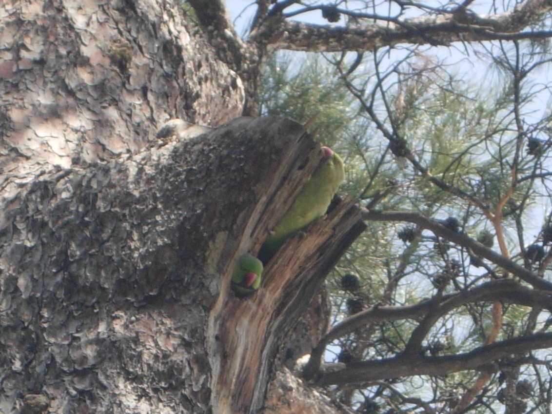 Rose-ringed Parakeet