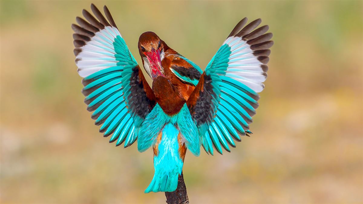 White-throated Kingfisher