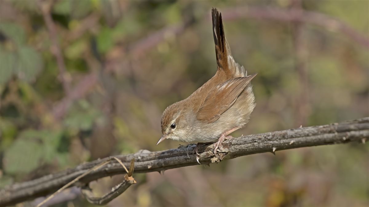 Cetti`s Warbler