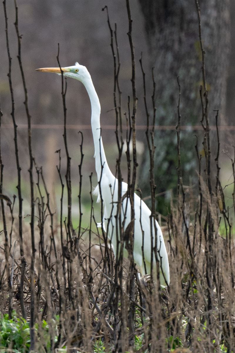 Great Egret