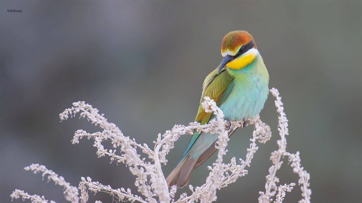 European Bee-eater