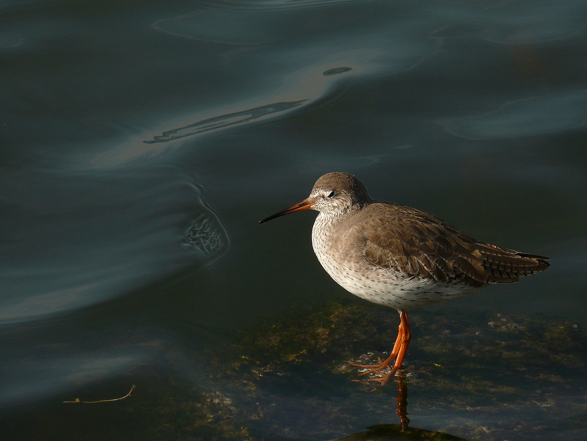 Common Redshank