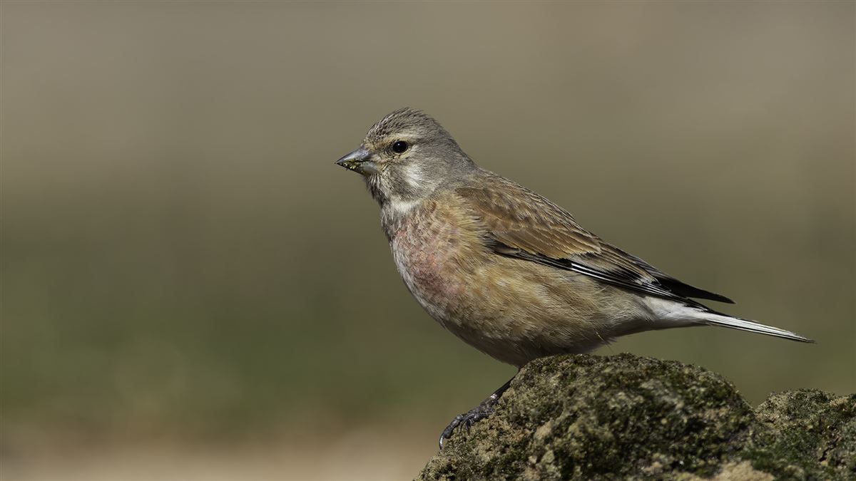 Common Linnet