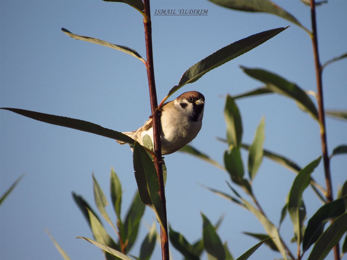 Eurasian Tree Sparrow