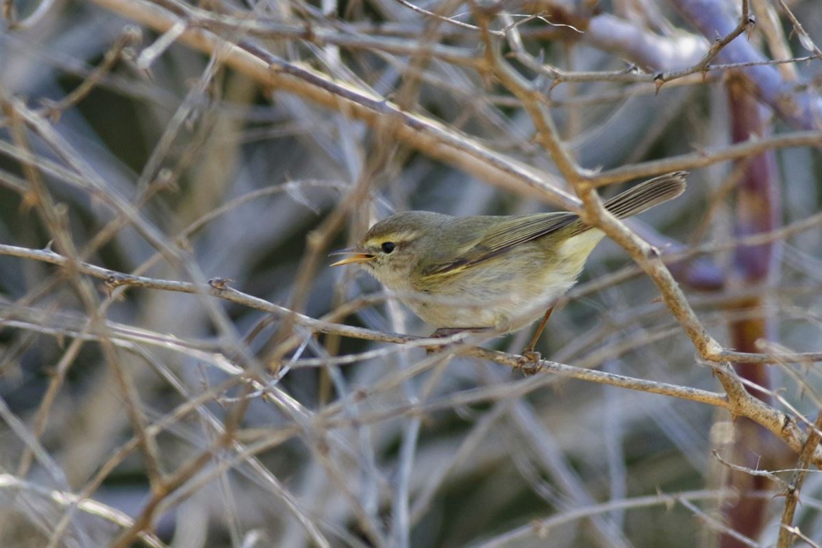 Common Chiffchaff